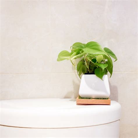 電子書pdf下載 適合放廁所的植物